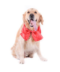 labrador golden retriever in front of white background studio isolated