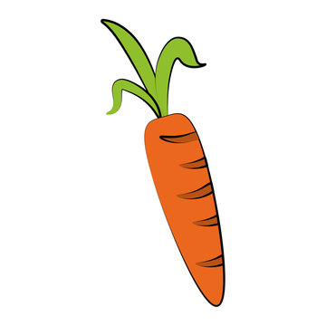 carrot vegetable icon image vector illustration design 
