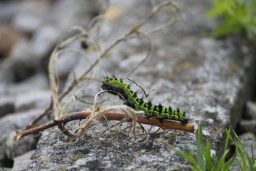 saturnia pavonia