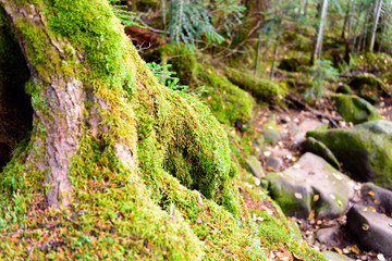 Obraz premium 苔むした道