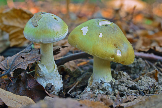 amanita phalloides mushroom
