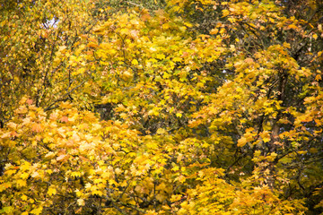 autumn background with colored leaves of the tree