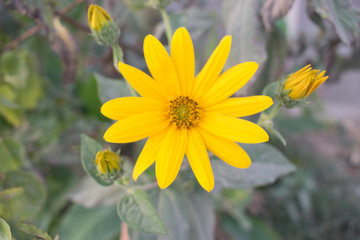yellow flower