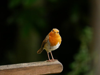 Robin Red Breast