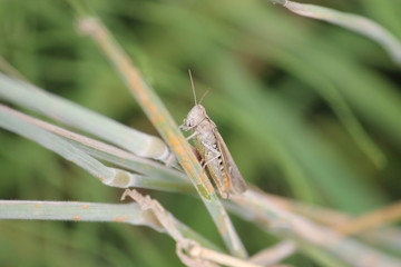 macro