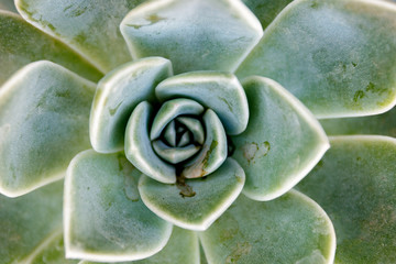 Rosette succulent