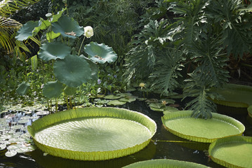 Victoria amazonica