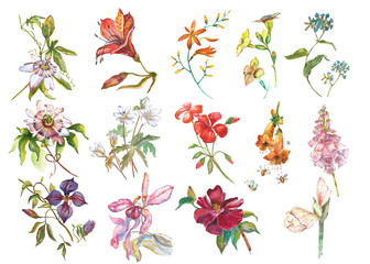 Big Set Watercolor collection with plants elements - leaf, flowers. Botanical illustration isolated on white background. Floral nature.