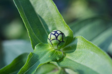 Green Flower Bud