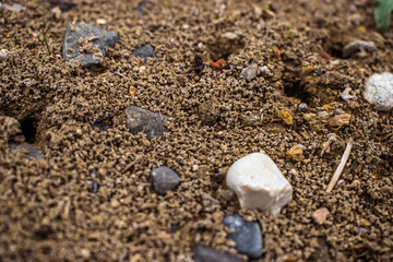 Worker ants in a natural anthill, detail of wildlife in nature
