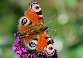 Schmetterling