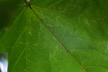Leaf Texture Closeup Macro