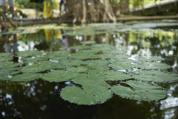 Waterlilly