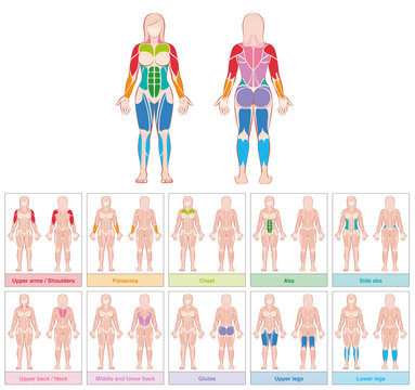 Muscle groups of a female body - chart with largest muscles - ten colored labeled cards - isolated vector illustration on white background.