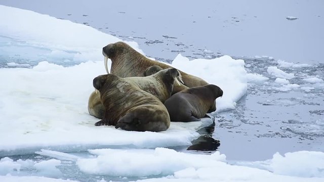 Walruses on ice flow
