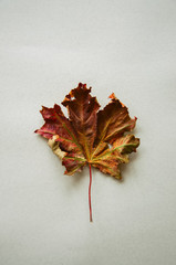 One foliage maple leaf on a gray background. Top view.