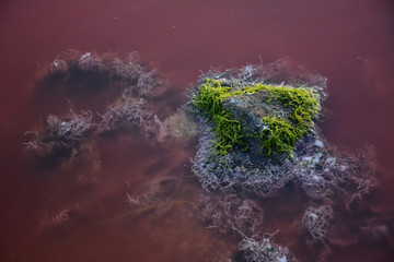 algues