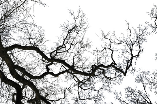 Fototapeta Realistic tree silhouette 