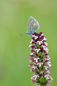 papilon et orchid&eacute;e sauvage