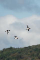 Eurasian Wigeon, Wigeon , Duck, Anas Penelope