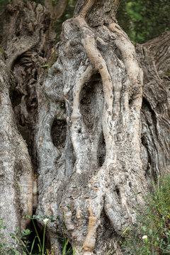 Ancient olive tree at Monte Gardens above Funchal on Madeira, Portugal
