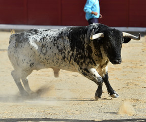 toro