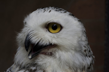 The owl has yellow eyes and a white torso with brown spots.