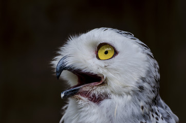 The owl has yellow eyes and a white body with brown spots and open mouth for food.