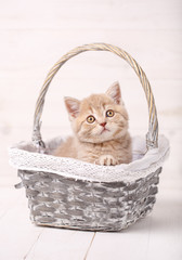 Fototapeta na wymiar Thoroughbred Scottish straight cats with yellow eyes sitting in a basket.