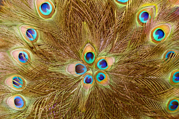 Fototapeta premium Background and texture of peacock feather for decoration.