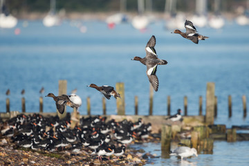 Eurasian Wigeon, Wigeon , Duck, Anas Penelope