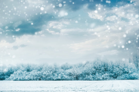 Beautiful winter landscape with frozen trees and snow covered field at sky background with snowfall