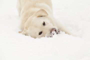 Playful dog in the snow