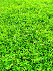 Obraz premium 秋の野原