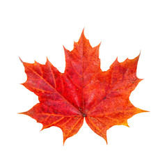 Bright maple leaf. The symbol of autumn.