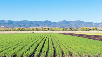 Fototapeta na wymiar Agriculture california. Field of agriculture in California.