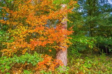 Autumn leaf colors in a forest in sunlight at fall