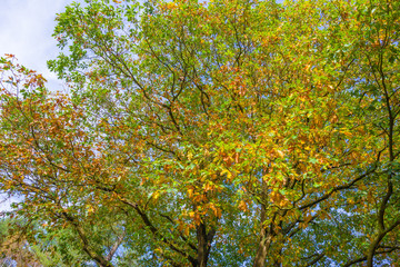 Autumn leaf colors in a forest in sunlight at fall