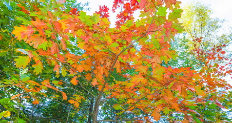Autumn leaf colors in a forest in sunlight at fall