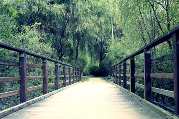 Fototapeta premium The way to the forest