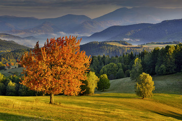 Fall in Slovakia. Meadows and fields landscape. Autumn color cherry trees.