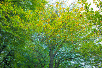 Beech forest in autumn colors in sunlight at fall 
