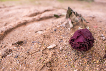 footprint and faded flower. Love pain and separation