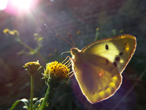 モンキチョウ yllow butterfly