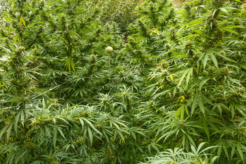 Detailed portrait of Cannabis stalks. These are hemp with lower amount of THC.