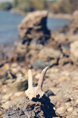 a part of a skull of a river goat