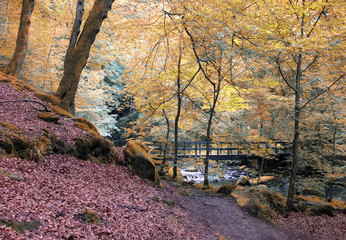 beautiful autumn woodland with river and wooden bridge in hardcastle crags west yorkshire england