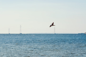 a gull flying over a lake