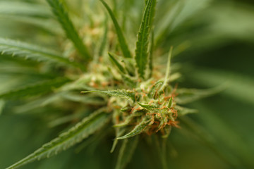 Detail of cannabis cola with visible hairs and leaves on late flowering stage
