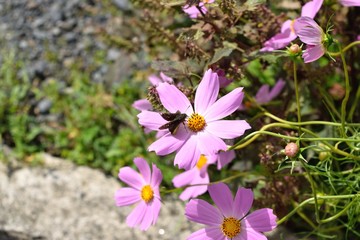Fototapeta premium 蛾とコスモス